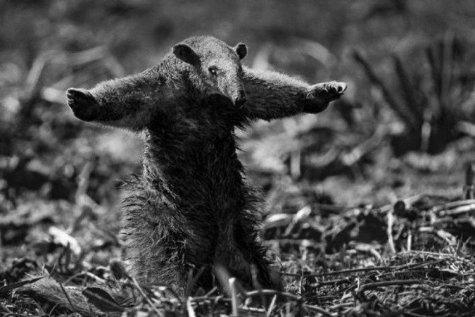 Araquém Alcântara: 50 anos de atividades