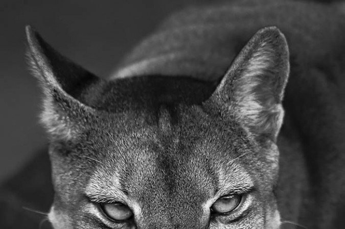 Araquém Alcântara, 50 anos de carreira