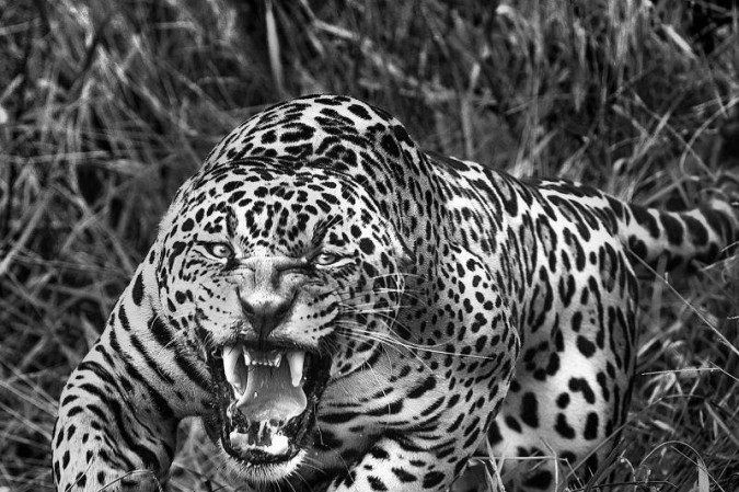 Araquém Alcântara, 50 anos de carreira
