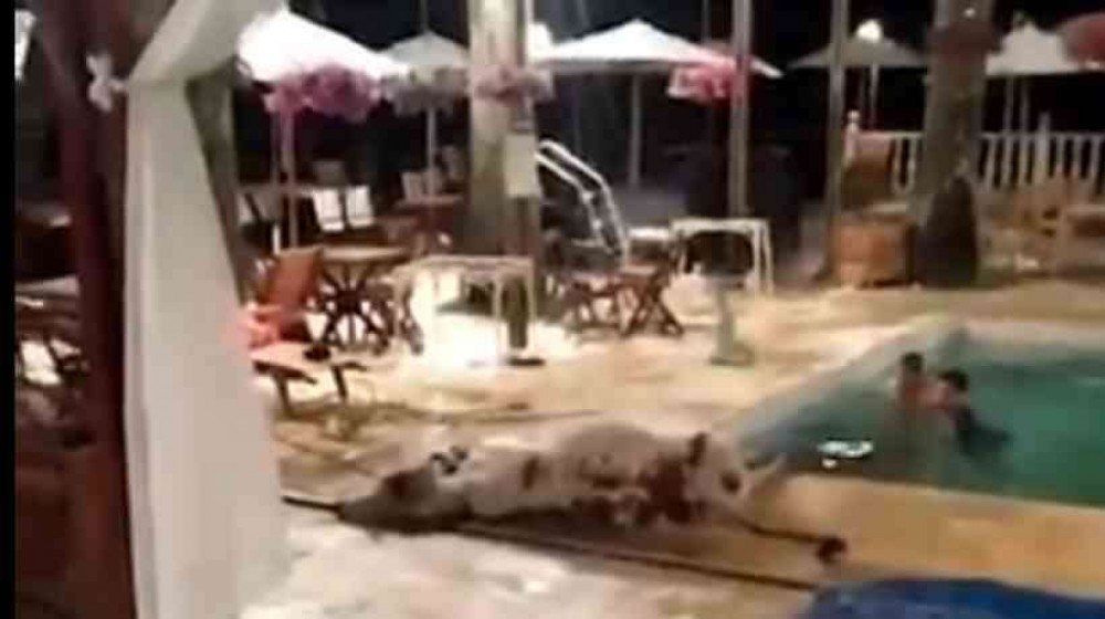 Bezerro cai em piscina de hotel fazenda em Minas Gerais 