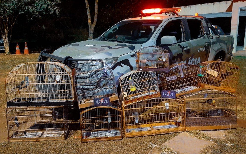 PMDF apreende 12 pássaros silvestres em residência no Sol Nascente