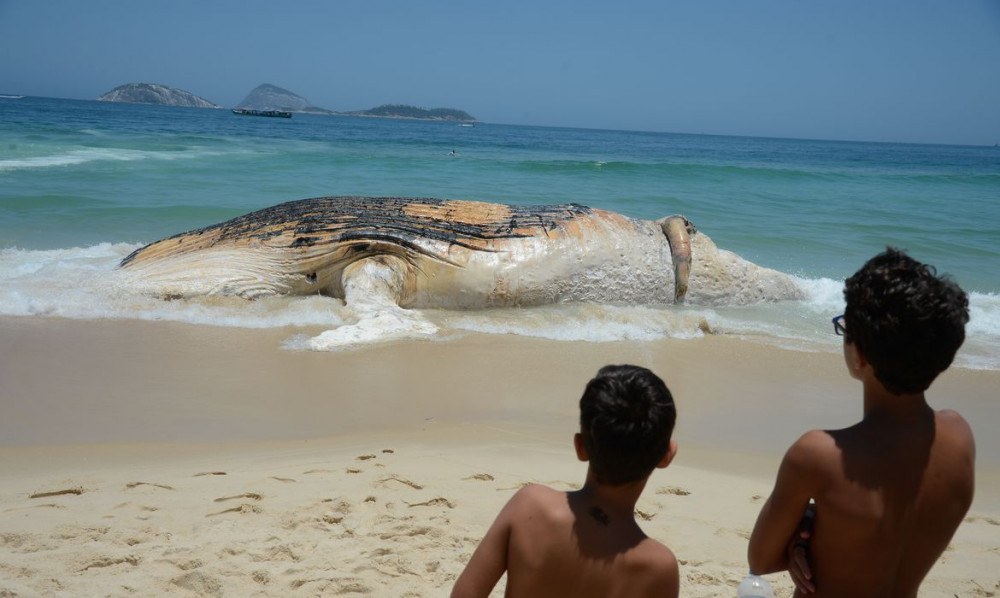 Monitoramento de praias já devolveu à natureza mais de 2,7 mil animais