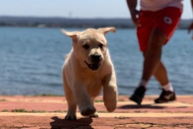 Há opções de nome para o macho e para a fêmea: internautas devem escolher -  (crédito: CBM-DF)