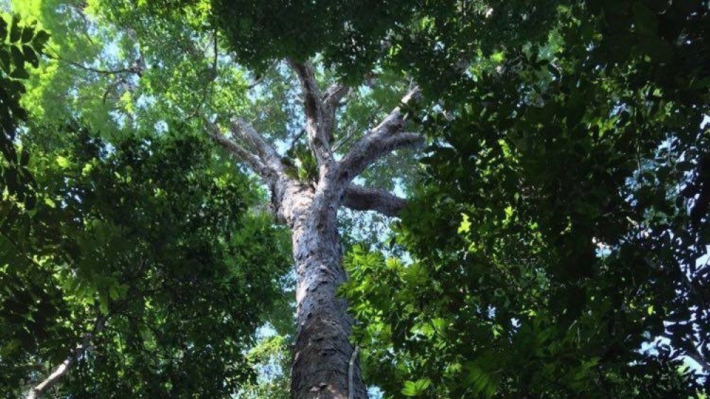 Florestas plantadas no Brasil alcançam 10 milhões de hectares em 2019