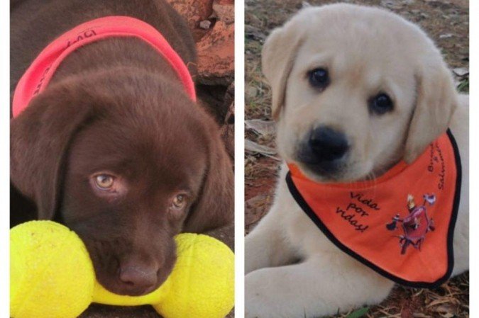  (crédito: Divulgação/CBMDF)