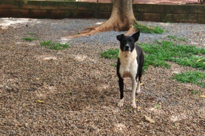 Os animais serão atendidos, conforme agendamento, na unidade móvel do Hospital Veterinário Público (Hvep), localizado no Parque Ecológico Sucupira, em Planaltina - (crédito: Resgates Noroeste/Divulgação) Os animais serão atendidos, conforme agendamento, na unidade móvel do Hospital Veterinário Público (Hvep), localizado no Parque Ecológico Sucupira, em Planaltina - (crédito: Resgates Noroeste/Divulgação)