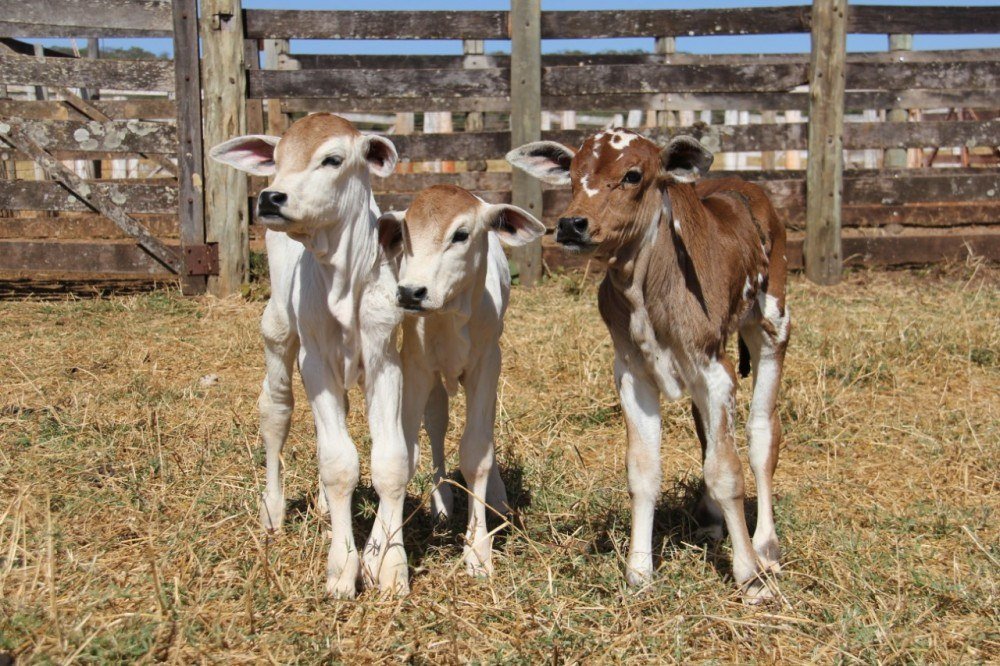 Caso raro: nascem bezerros trigêmeos em rebanho do Distrito Federal