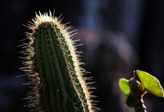 Alto Para&iacute;so (GO) - Esp&eacute;cie de cacto presente no Parque Nacional da Chapada dos Veadeiros (Marcelo Camargo/Ag&ecirc;ncia Brasil)