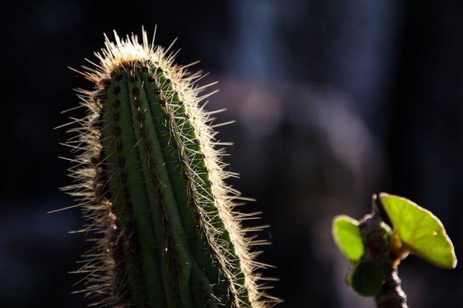 Alto Paraíso (GO) - Espécie de cacto presente no Parque Nacional da Chapada dos Veadeiros (Marcelo Camargo/Agência Brasil)
