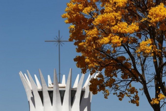 Ipês amarelos enfeitam Brasília