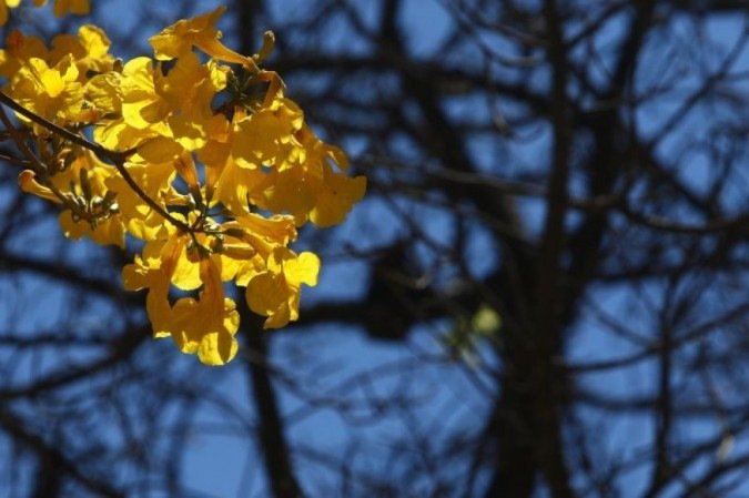 Ipês amarelos enfeitam Brasília