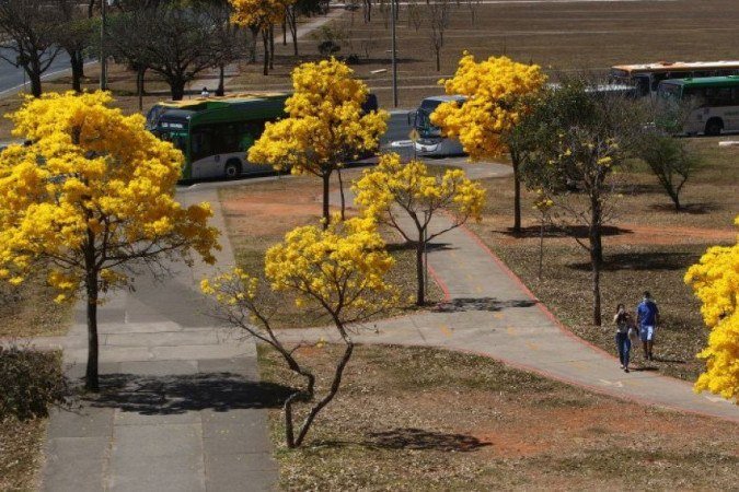 Ipês amarelos enfeitam Brasília