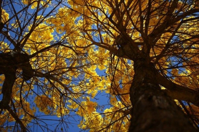 Ipês amarelos enfeitam Brasília