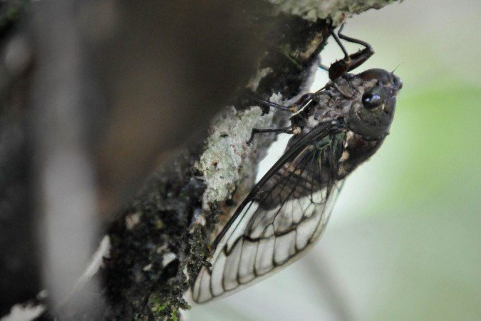 Biólogo explica que o período chuvoso no DF coincide com a época de acasalamento das cigarras -  (crédito: Antônio Cunha/Esp.CB/D.A Press)