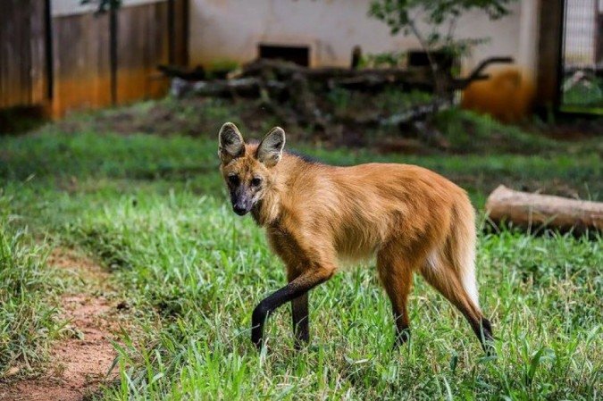 A capacidade do zoológico foi reduzida para evitar aglomerações durante o feriado - (crédito: Marcella Lasneaux / Zoo de Brasília) A capacidade do zoológico foi reduzida para evitar aglomerações durante o feriado - (crédito: Marcella Lasneaux / Zoo de Brasília)