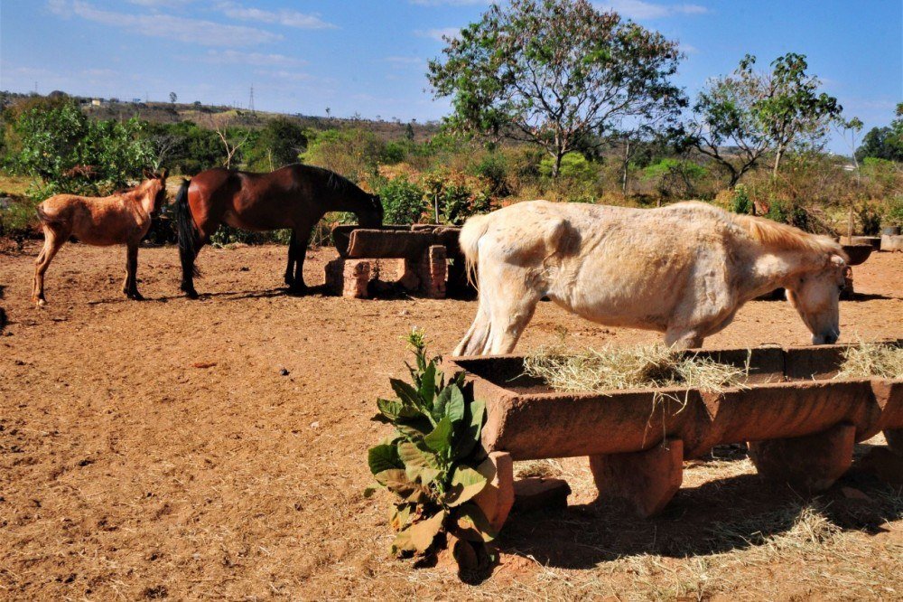 GDF quer punir abandono de animais de grande porte