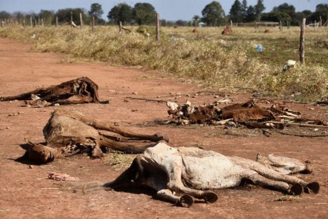 Na QNR 5, &aacute;rea rural do Sol Nascente, carroceiros deixam cavalos doentes para morrer em local de desova animal