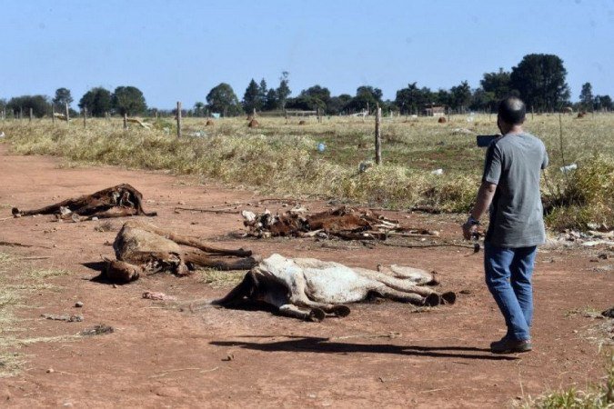 Na QNR 5, &aacute;rea rural do Sol Nascente, carroceiros deixam cavalos doentes para morrer em local de desova animal