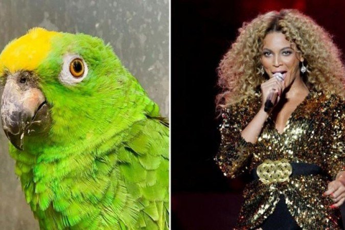 Papagaio Chico faz sucesso interpretando Beyoncé - (foto: Divulgação/ SWNS) Papagaio Chico faz sucesso interpretando Beyoncé - (foto: Divulgação/ SWNS)
