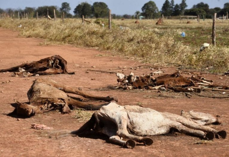 Cavalo abandonado em mata do Poço Fundo morre degolado em acidente