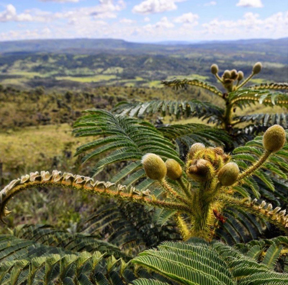 O cerrado resiste: produtores ressaltam importância da agricultura sustentável