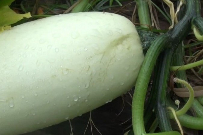 Fruto que surgiu após americano plantar sementes misteriosas da China