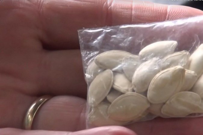 Sementes que chegaram da China para o fazendeiro americano Doyle Crenshaw sem que ele as solicitasse