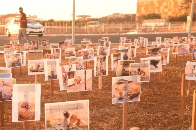 Fotos de animais vítimas de maus tratos tomam o gramado em frente ao Congresso Nacional