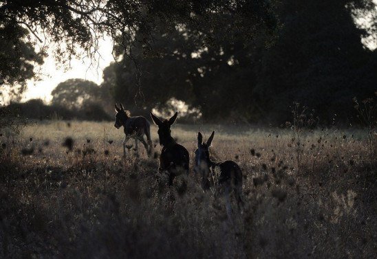 CRISTINA QUICLER / AFP