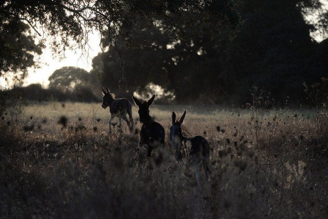  (crédito: CRISTINA QUICLER / AFP)