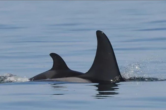 Orca J35, também conhecida como Tahlequah, nada com seu novo filhote no Oceano Pacíifico, em 6 de setembro de 2020