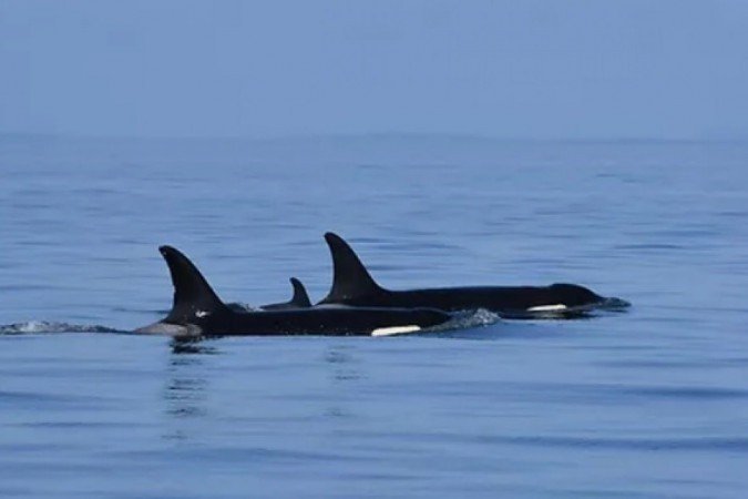 Orca J35, também conhecida como Tahlequah, nada com seu novo filhote no Oceano Pacíifico, em 6 de setembro de 2020