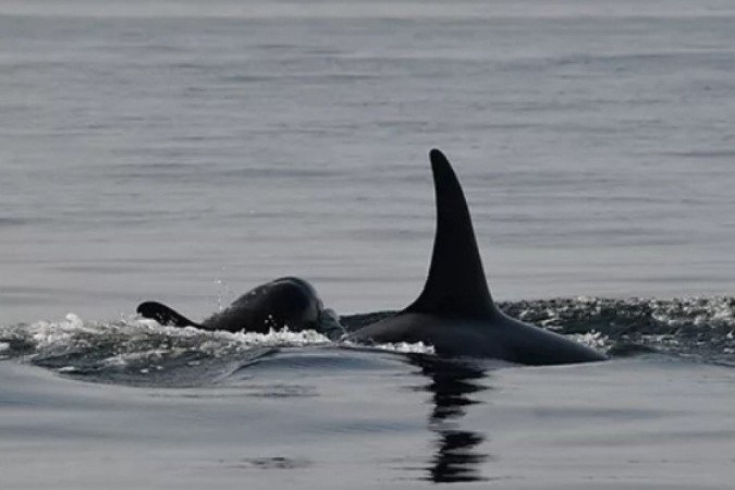 MORREU a BALEIA BELUGA encontrada no RIO SENA 