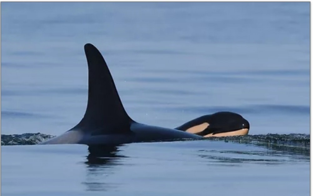 Orca que comoveu o mundo ao nadar com filhote morto por 17 dias se torna mãe