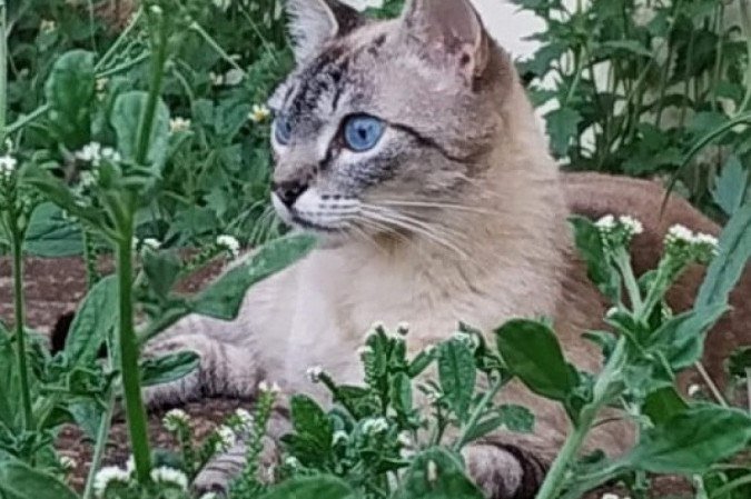 Através de imagens gravadas pelas câmeras do condomínio, tutora viu Berinjela entrando na casa do vizinho no dia em que gata desapareceu - (crédito: Arquivo pessoal) Através de imagens gravadas pelas câmeras do condomínio, tutora viu Berinjela entrando na casa do vizinho no dia em que gata desapareceu - (crédito: Arquivo pessoal)