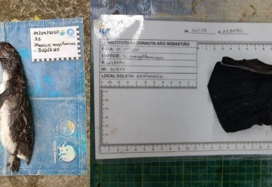 Facebook/Instituto Argonauta