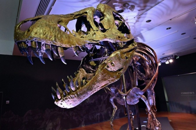 Leilão de dinossauro T-Rex em NY pode alcançar US$ 8 milhões