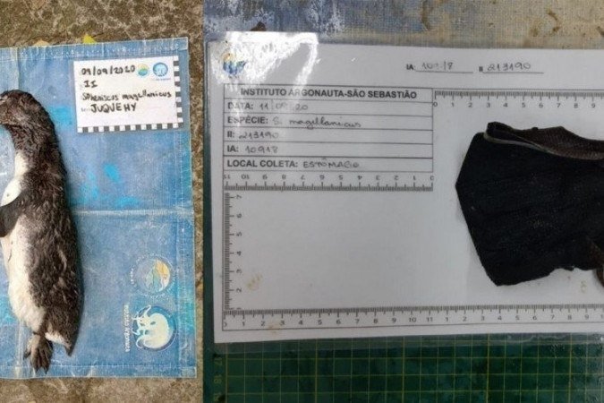  (crédito: Facebook/Instituto Argonauta)