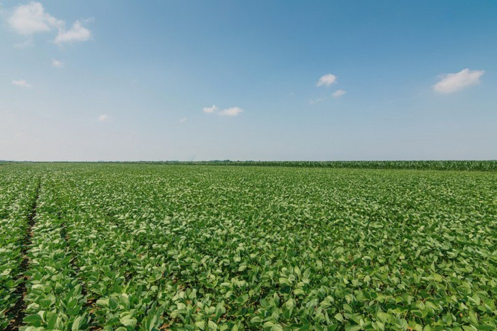 São Paulo lança programa para aumentar cobertura vegetal nativa