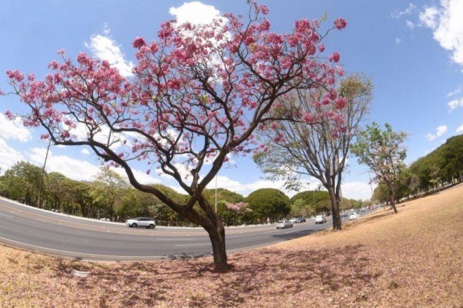 Flores dão cor à capital com a chegada da primavera
