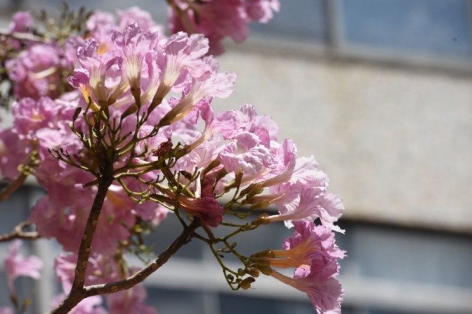 Flores dão cor à capital com a chegada da primavera