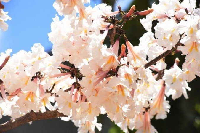 Flores dão cor à capital com a chegada da primavera