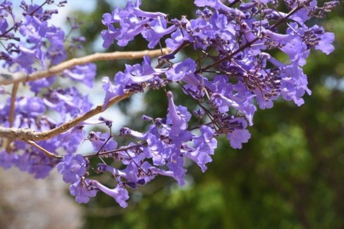 Flores dão cor à capital com a chegada da primavera