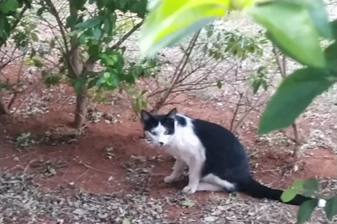 Gato que caiu em tanque de batismo - (crédito: Igreja Adventista do Sétimo Dia do Sudoeste/Divulgação) Gato que caiu em tanque de batismo - (crédito: Igreja Adventista do Sétimo Dia do Sudoeste/Divulgação)