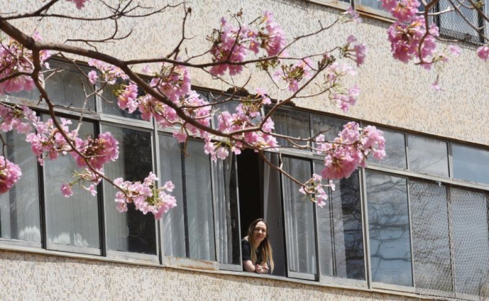 Mesmo com a seca, árvores dão um colorido especial à capital perto da primavera