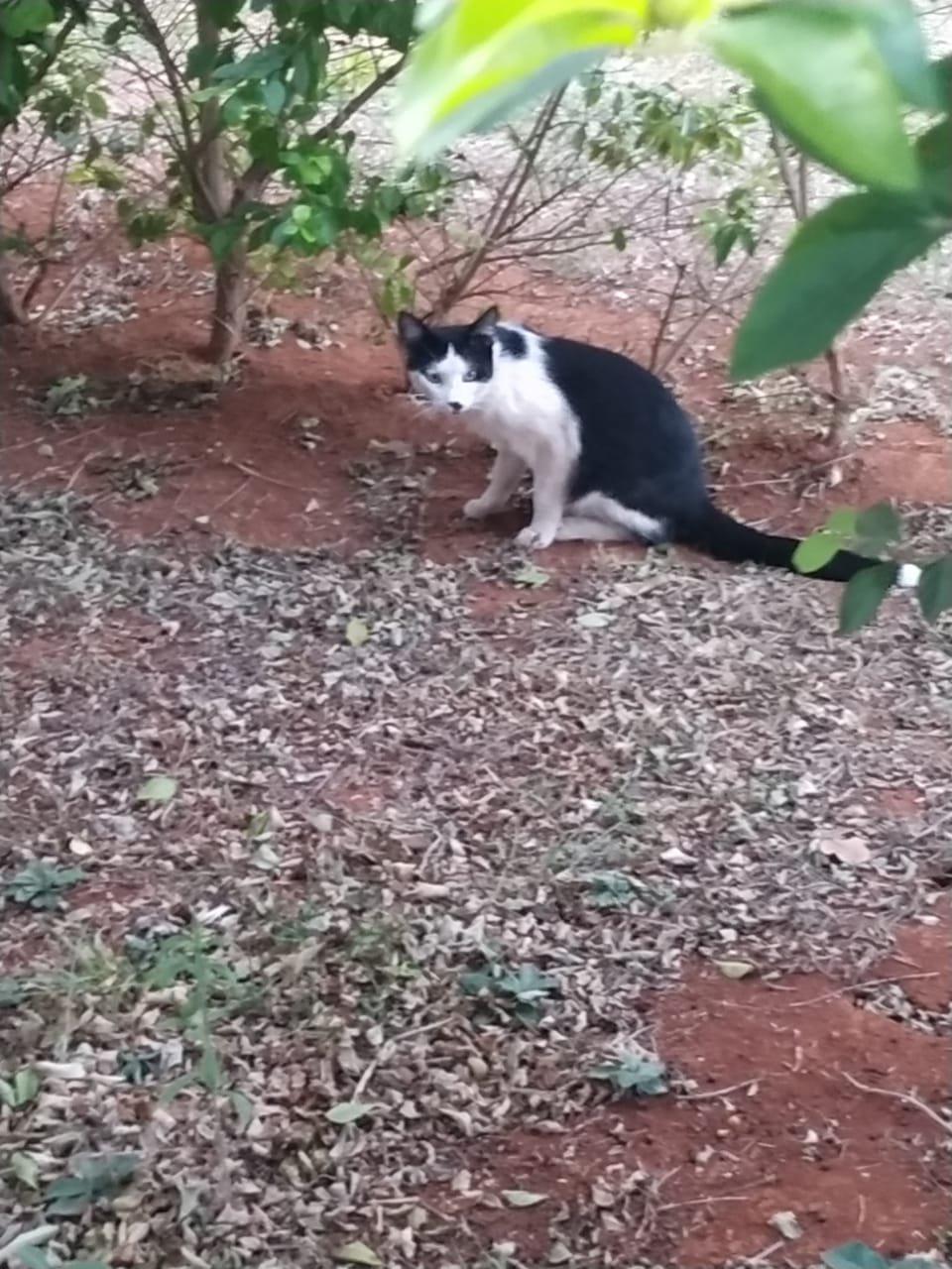Gato que caiu em tanque de batismo