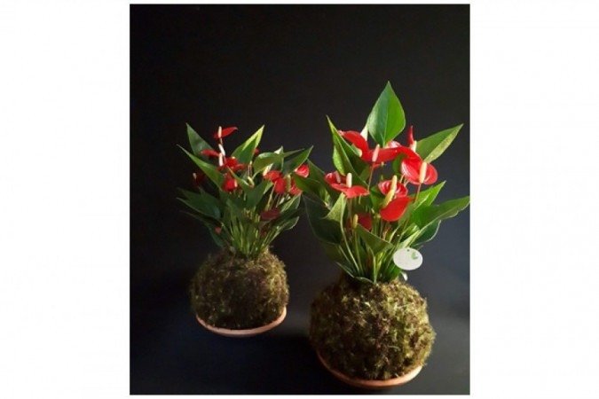 Kokedama, antiga técnica japonesa que dá sustentação para a planta, substituindo o vaso e mantendo a umidade por mais tempo, de miniantúrio, de Breno Fleury, Arte Floral (R$ 130, com prato de cerâmica e instruções de cuidado)