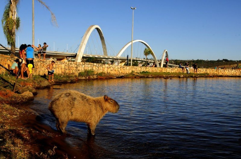 Novacap abre processo licitatório para revitalizar a Ponte JK