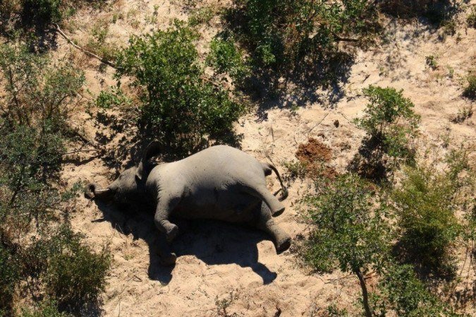 A foto tirada em 25 de maio de 2020 mostra a carcaça de um dos muitos elefantes que morreram misteriosamente no Delta do Okavango em Botswana. - (crédito: PARQUE NACIONAL DE RESGATE / AFP) A foto tirada em 25 de maio de 2020 mostra a carcaça de um dos muitos elefantes que morreram misteriosamente no Delta do Okavango em Botswana. - (crédito: PARQUE NACIONAL DE RESGATE / AFP)