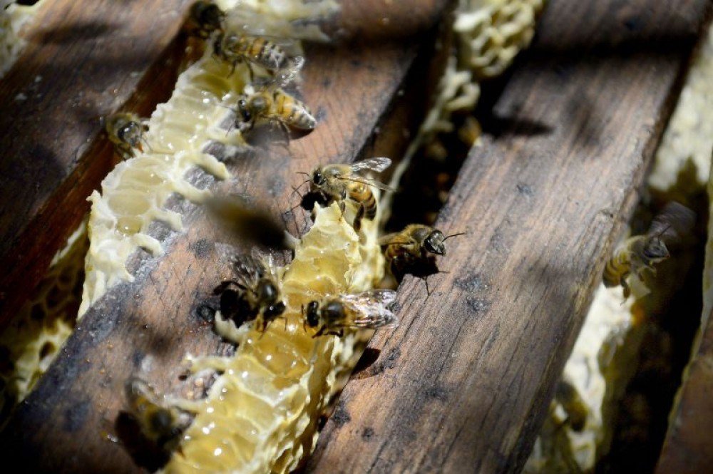 Abelhas da espécie apis mellifera, conhecida como abelha-europeia, são nativas do Brasil e correm risco 